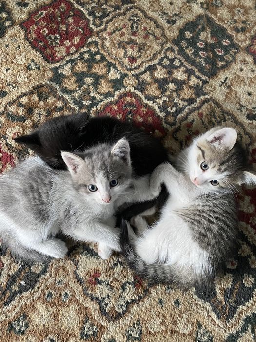 Отдам котят в добрые руки