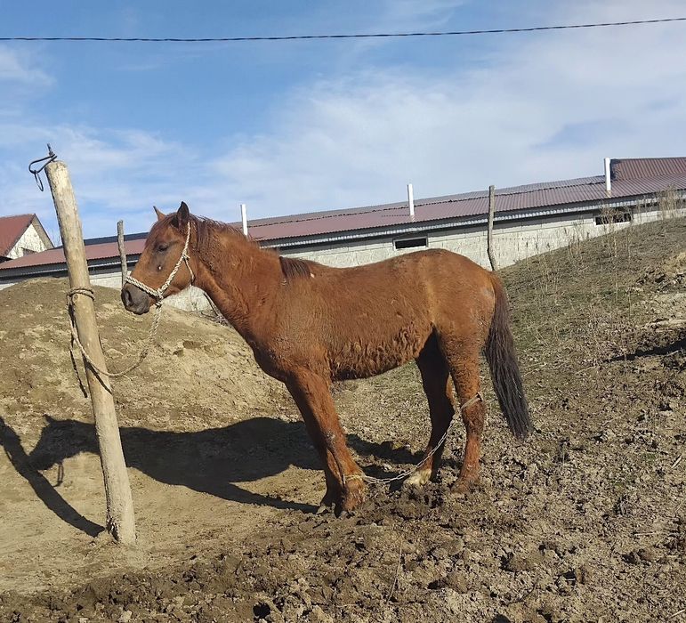 3 жасар айғыр сатылады, жылқы