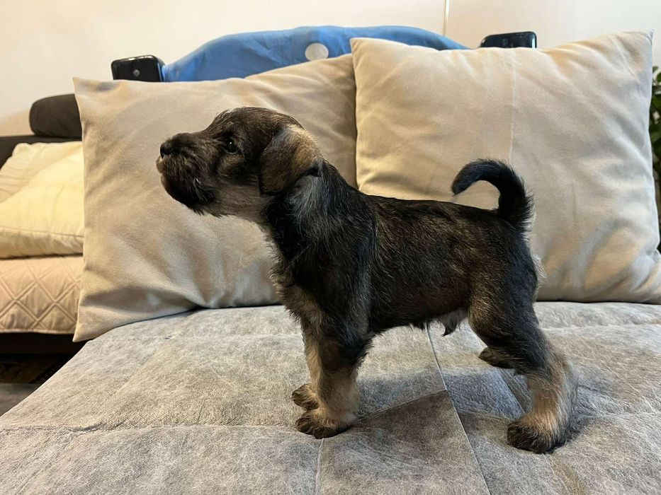 Мини шнауцер / цверг шнауцер