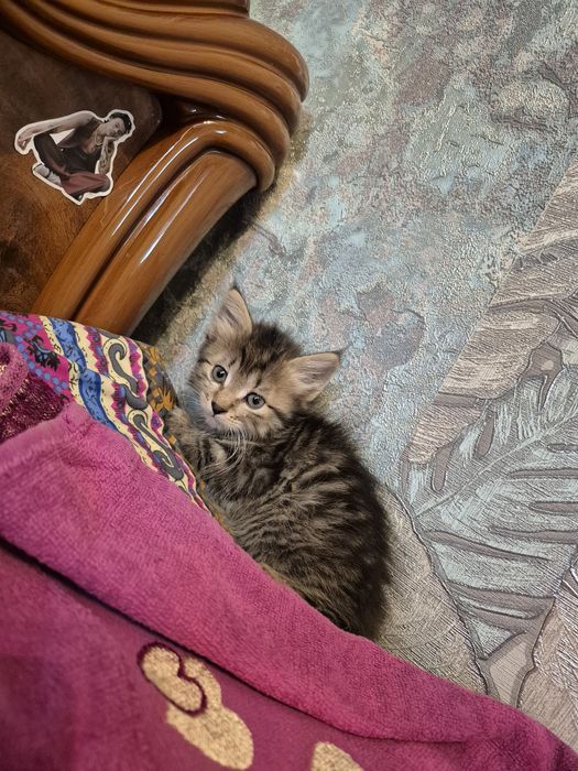 Отдадим котят (мальчики)