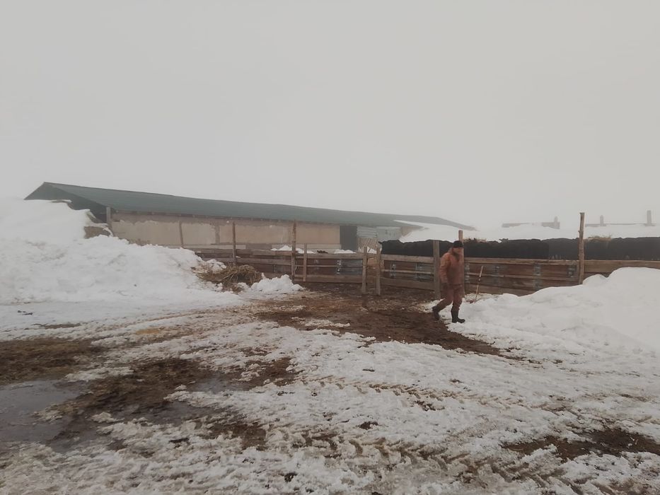 Продам крестьянское хозяйство