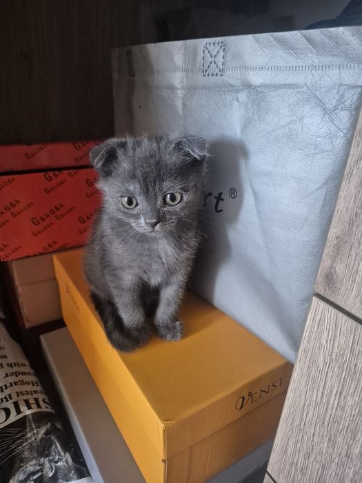 Продам котенка шотландского