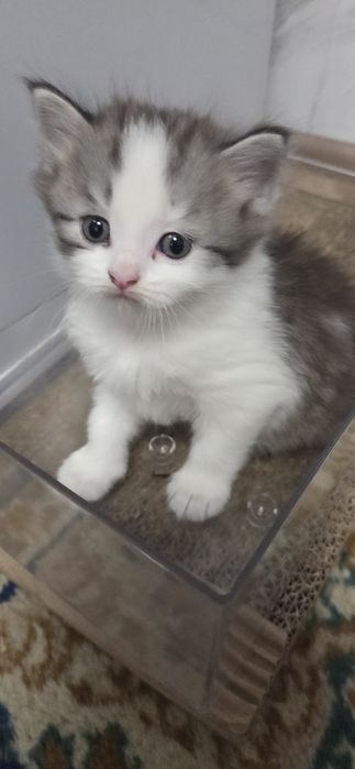 Отдам котят в добрые руки