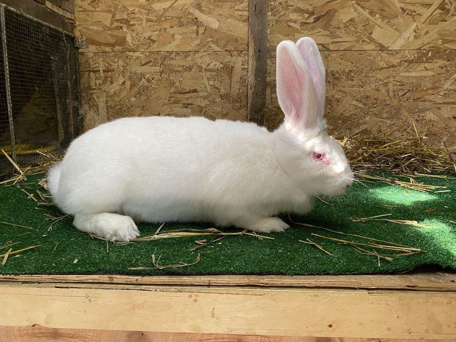 Femele iepure uriaș german alb