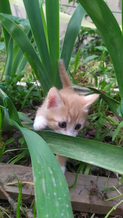 Котёнок, мальчик,1.5месяца, в Чирчике.
