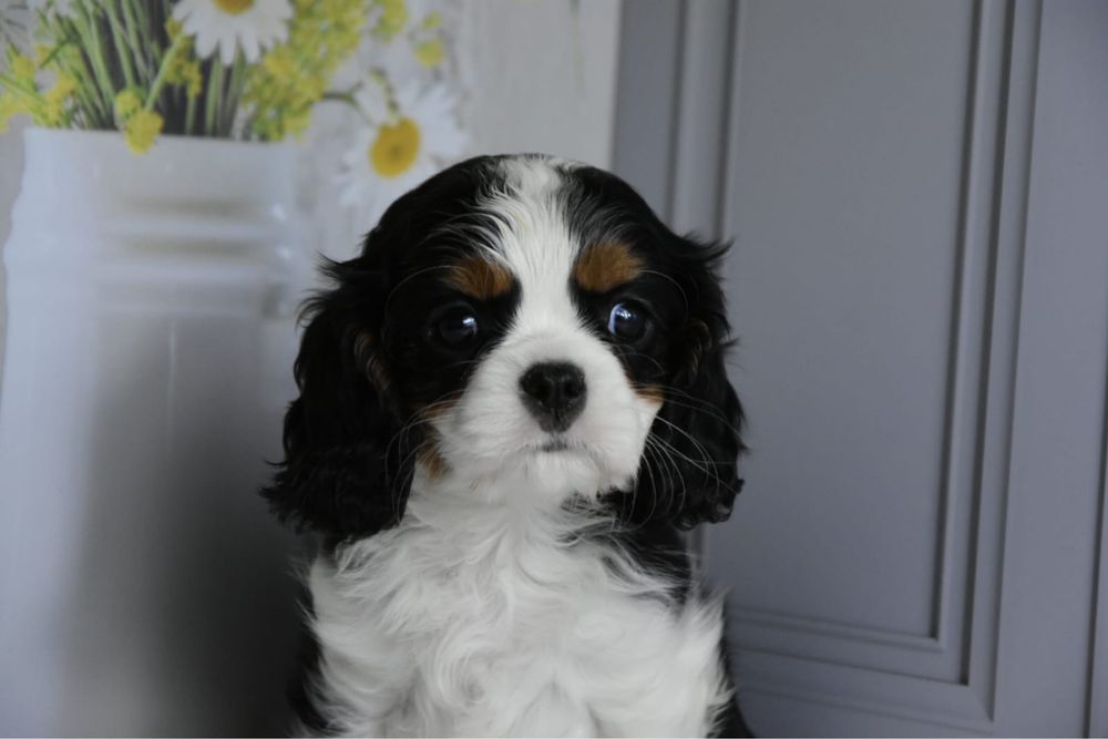 Кавалер кинг чарльз спаниель