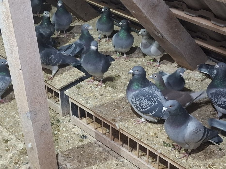 Porumbei voiajori de vanzare 50 ron