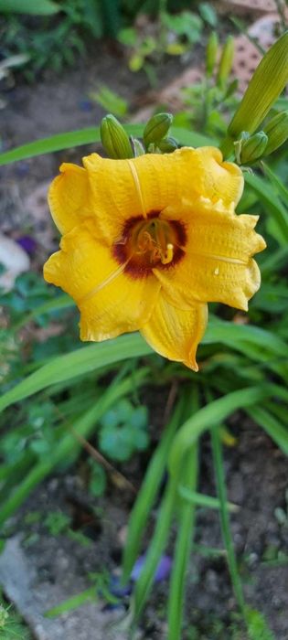 Хемерокалиси - богат избор