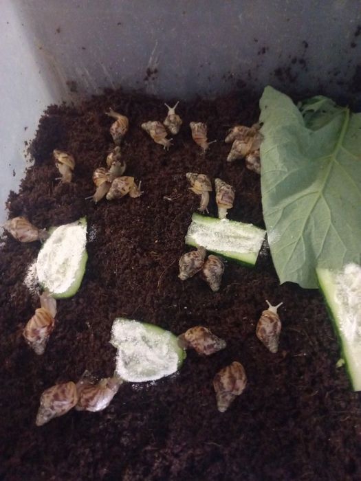 Улитка Ахатина