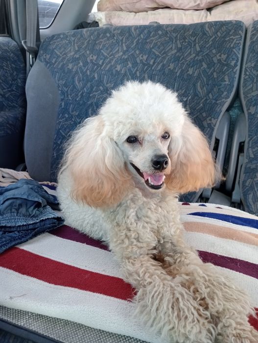 Мальчик Той пуделя.