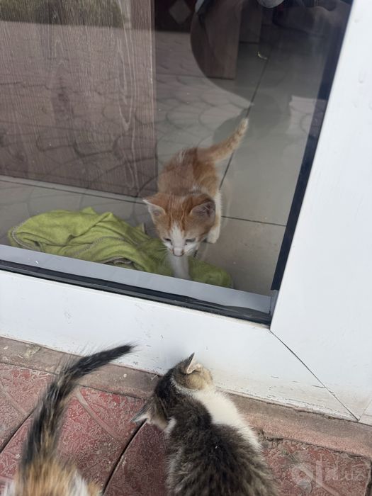 Отдам котят в добрые руки БЕСПЛАТНО!