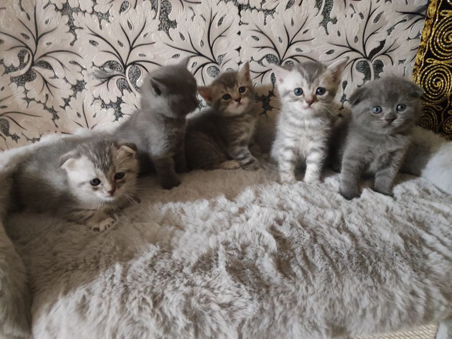 Продаются британский шотландский котят
