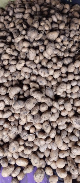 Продам картофель