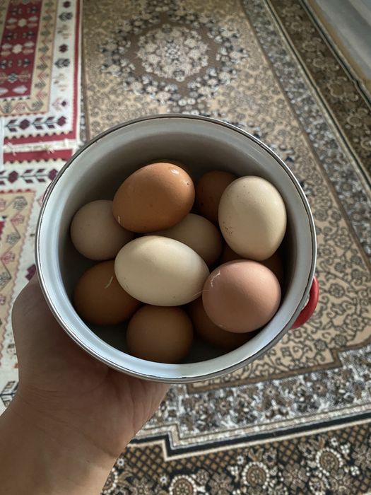 Яйца порода Ломан Браун