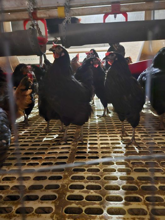 Vand gaini ouătoare