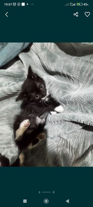 Отдам котят в хорошие руки