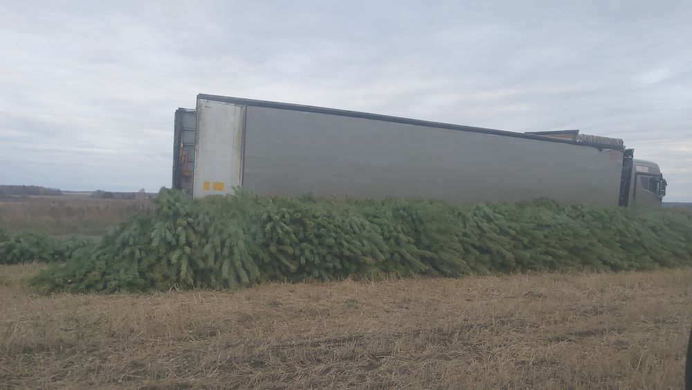 Новогодние Ёлочки (Сосны)