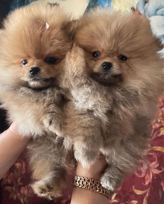 Померанские щпицушки