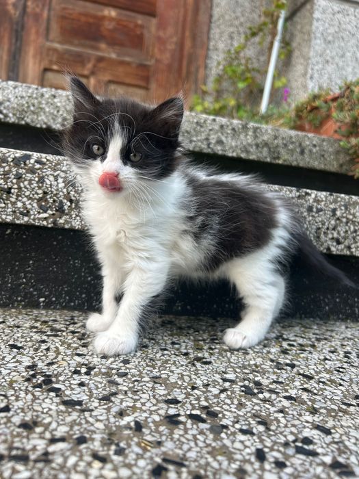Подаряване на малки котенца