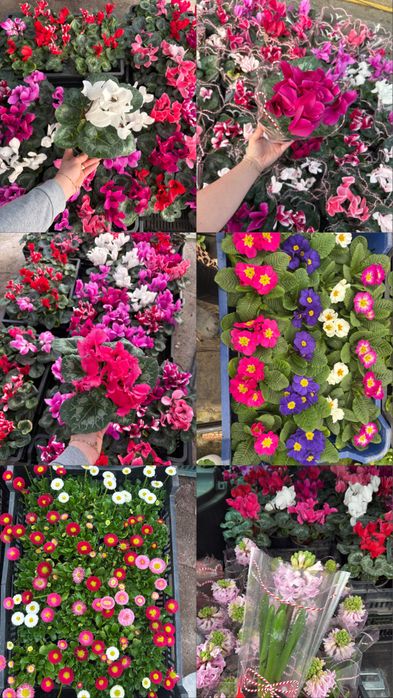 Zambile,primule si Cyclamen