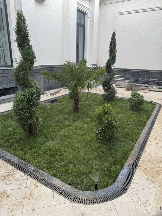 Gazon tayor  rulon  landshft dizyin xizmatlri dorilash xizmati