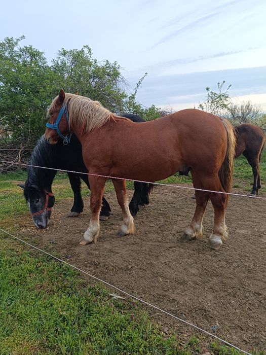 De vânzare 2 mânji