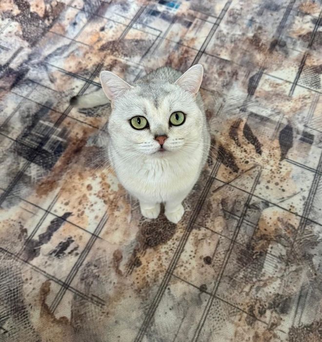 Шиншиллы котята