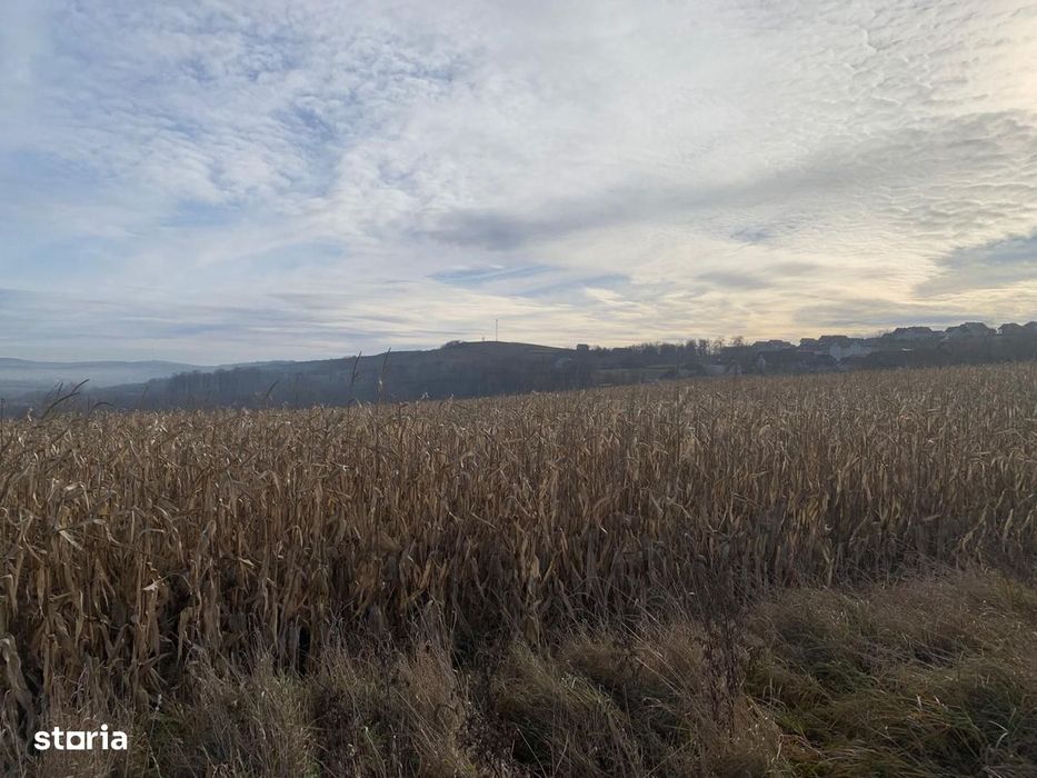 Teren intravilan de vânzare | Cajvana | 7.800 mp