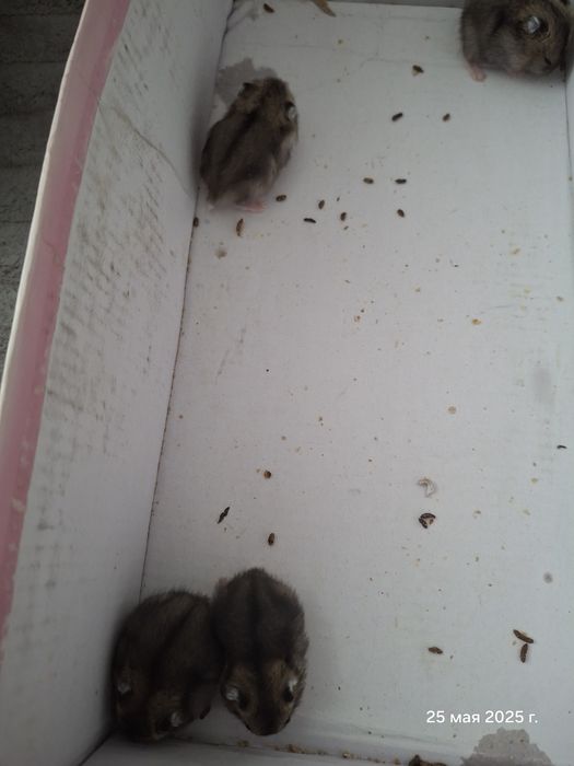 Малыши хомячки продам