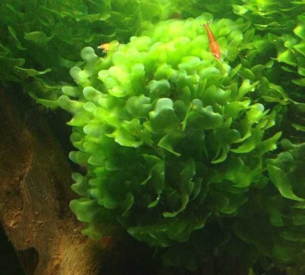 Мох ламариопсис не прихотливый для аквариума прирастает к корягам