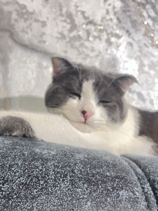 Продается шотладнский кот