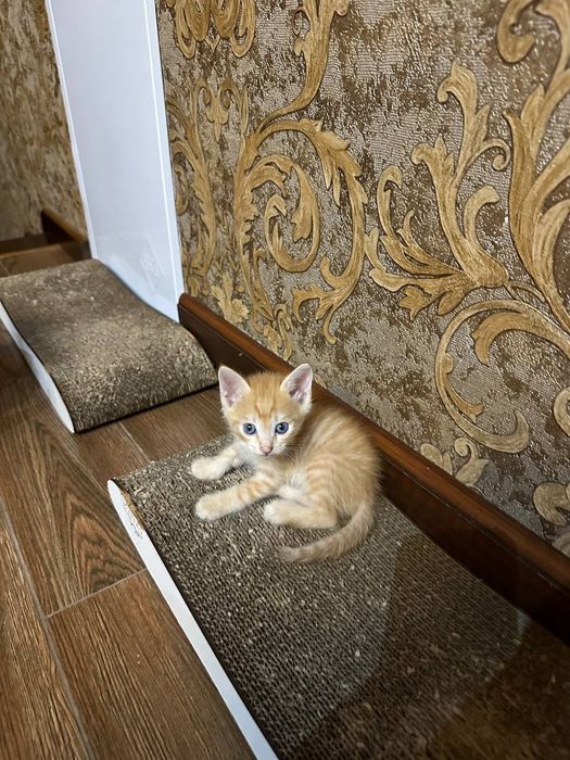 Rus pornosi: ogil onasini yotoqda sikadi