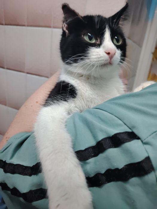 Пристраивается молодая кошечка