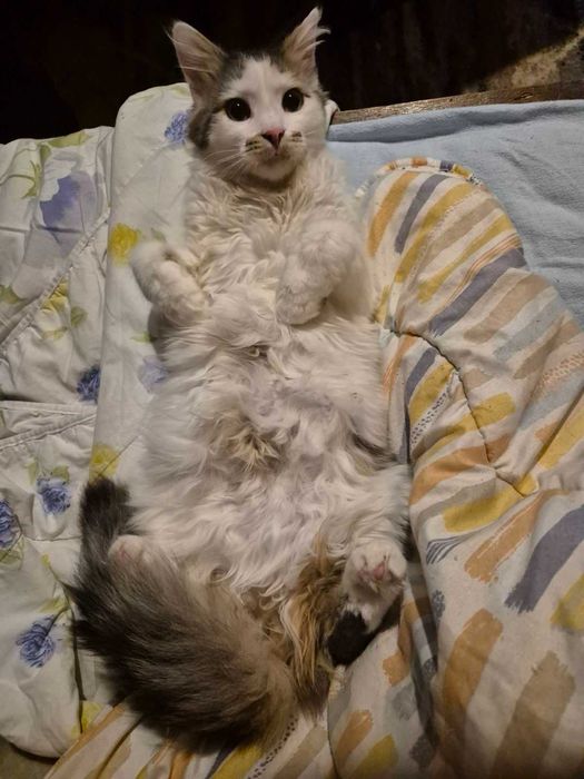 6-месечният Памукчо търси дом!