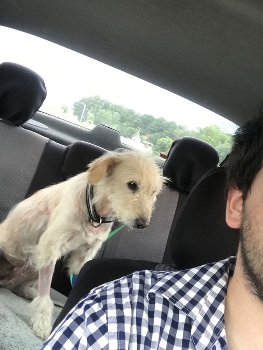 Transport animale domestice NON-STOP