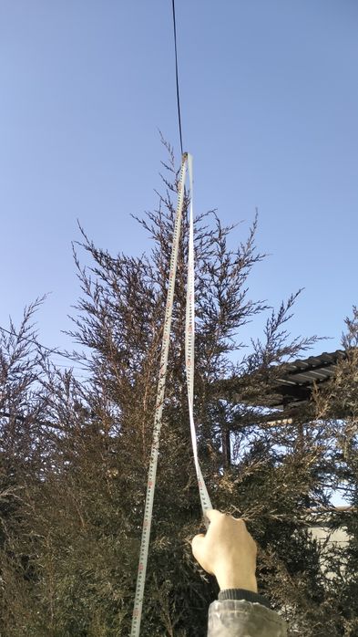 Голубой ель и туи продается