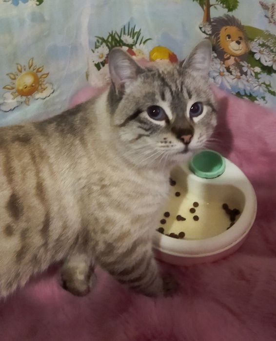 Породистый кот продается