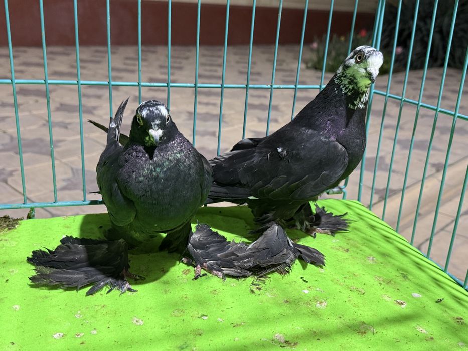 Голуби пара гулсарей