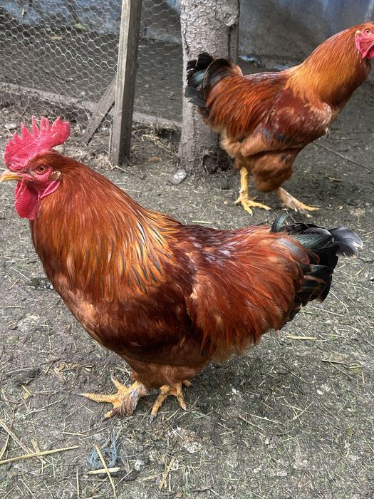Vand gaini metis ,araucana,ameraucana ,wyandotte argintiu