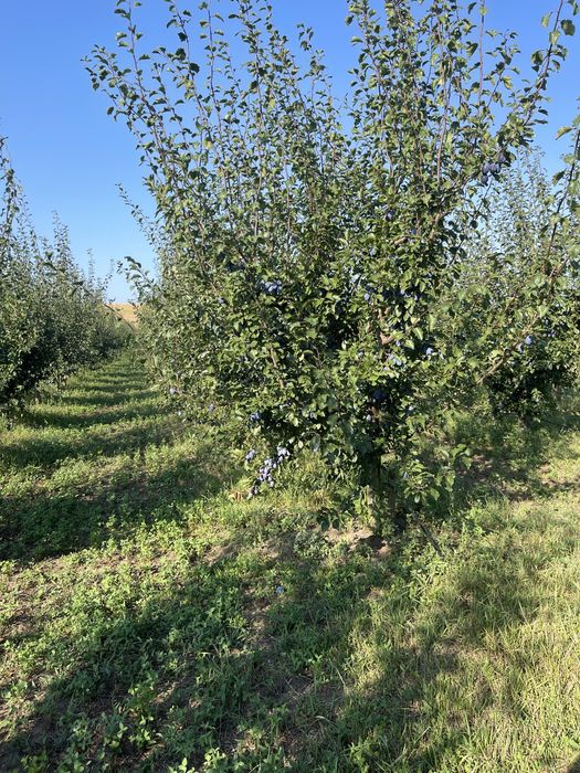 Vand prune de comsum cal 1