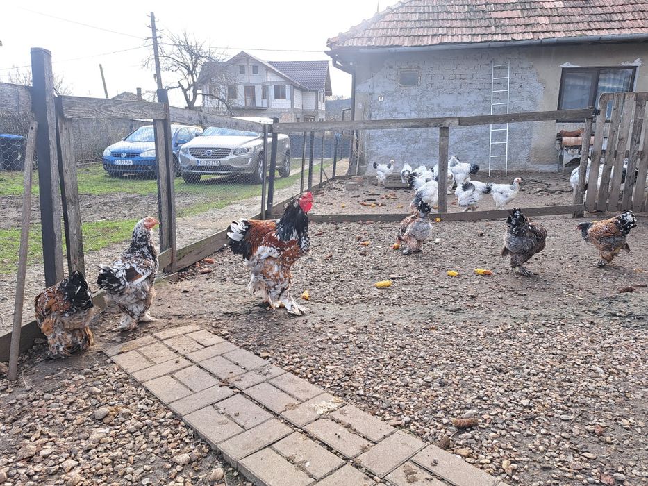 Vand oua incubat brahma portelan