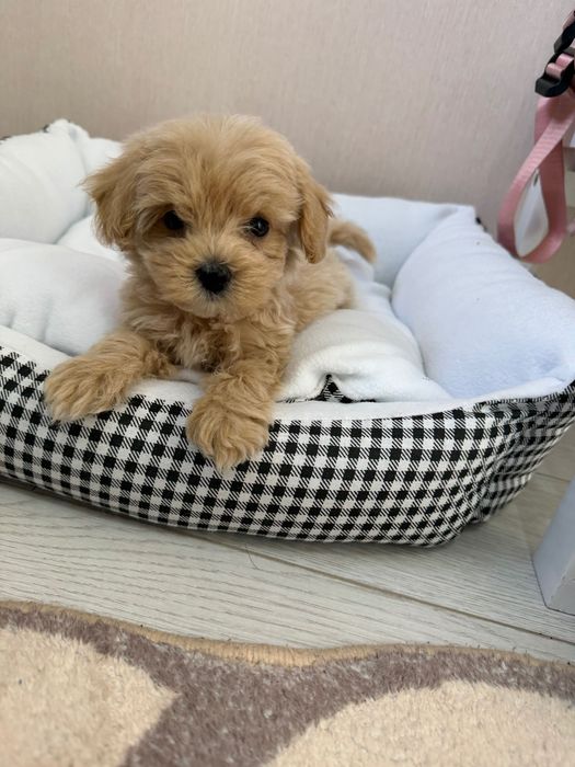 Продам щенка мини мальтипу