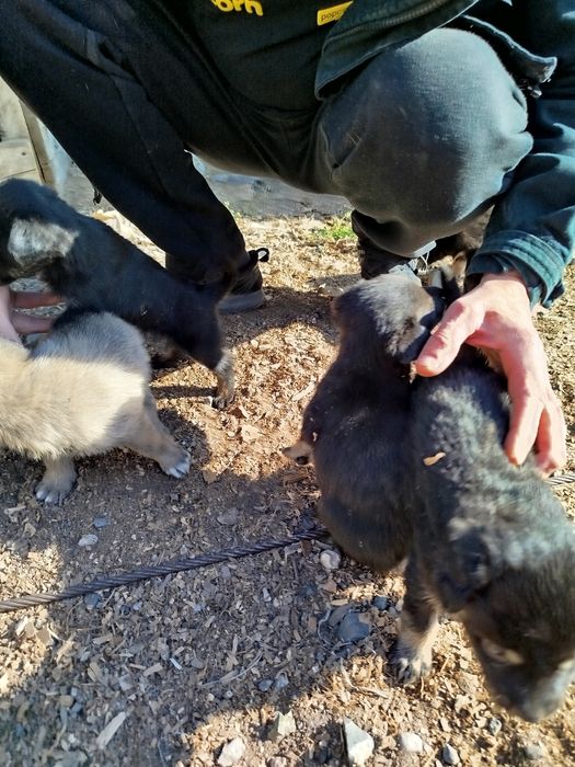 Щенки,щеночки,крысоловы