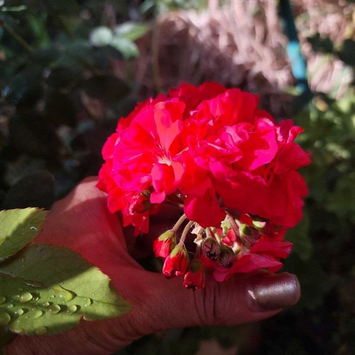 Продаю цветы комнатные многолетние фикус,денежное дерево,жасмин