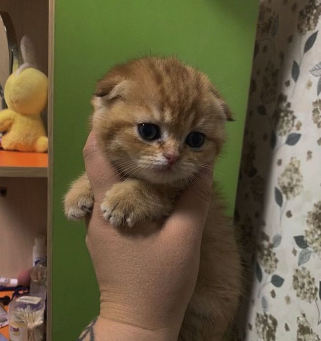 Шотландский котенок мальчик