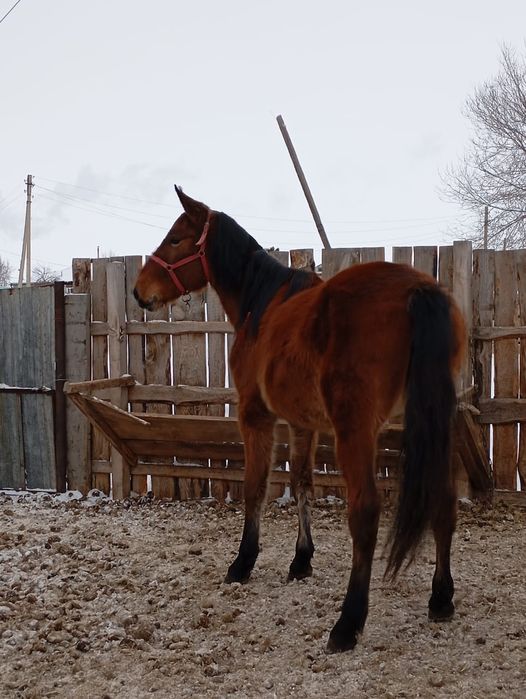 Продам кобылку  или обменяю