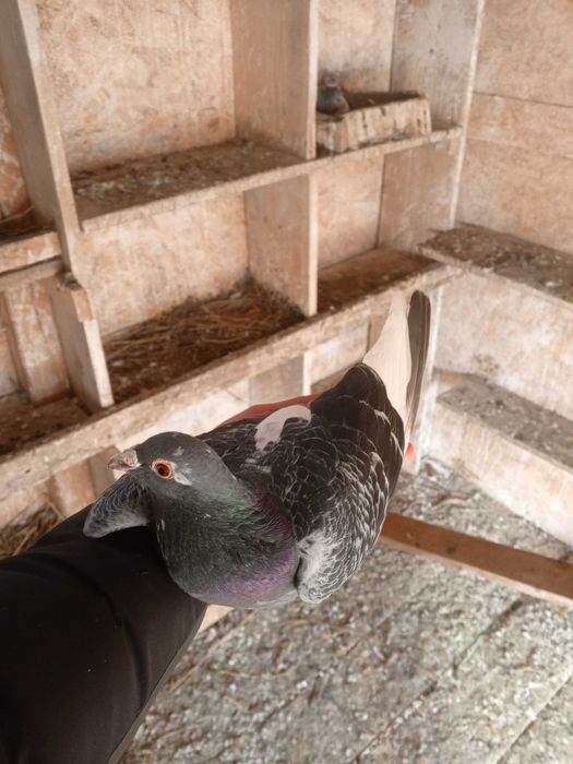 Porumbei de vânzare