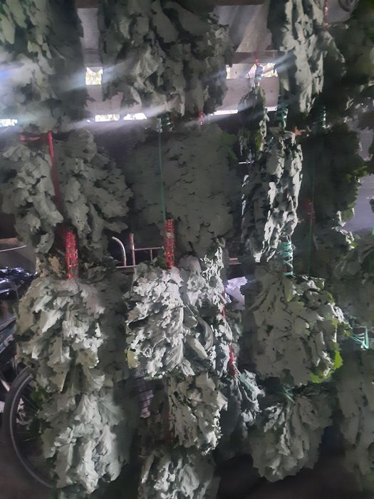 Продам веники дубовые