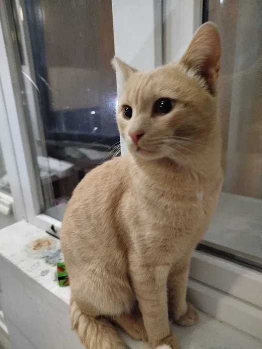 Рыжий кот в добрые руки (кастрирован)