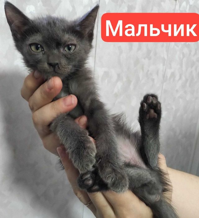 продаются котята